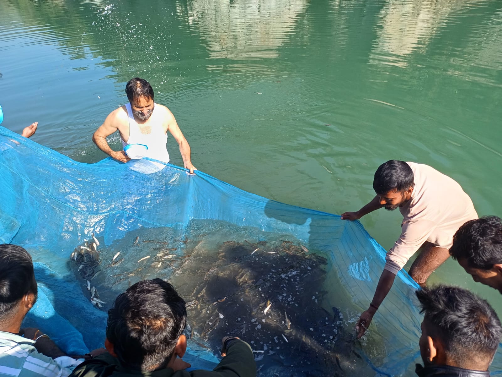 कतला, रोहू और मृगल मछलियों का बड़े आकार का बीज अंगुलिकाएं नदी में डालते हुए।