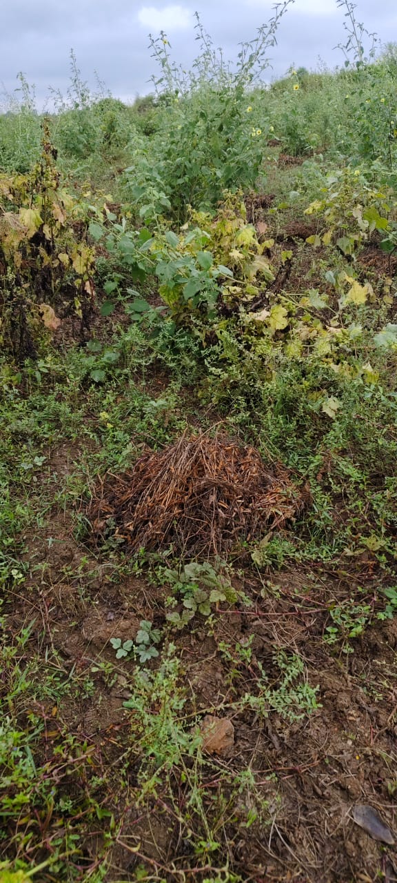 साेयाबीन की फसल साेयाबीन की फसल