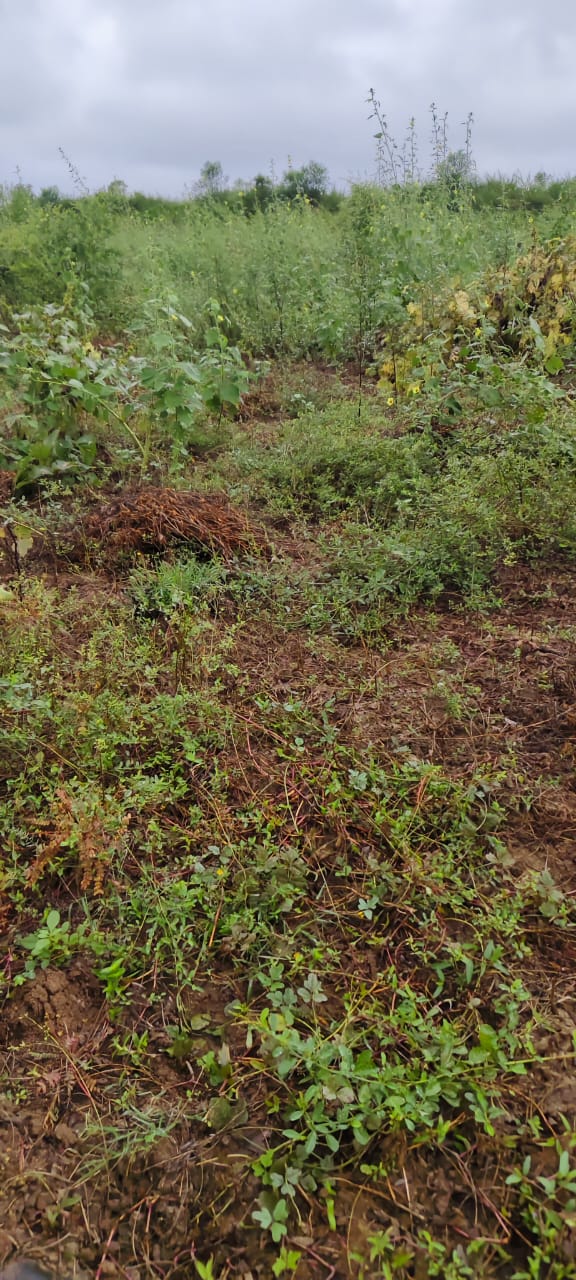 साेयाबीन की फसल 2 साेयाबीन की फसल 2