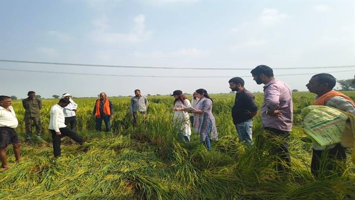 ग्वालियरः जिले में बेमौसम बारिश से प्रभावित फसलों का सर्वेक्षण तेजी से जारी