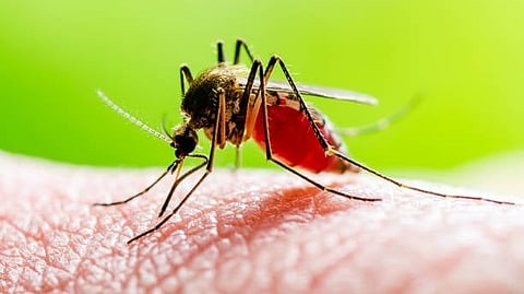 पालघर जिल्ह्यात डेंग्यूचे सावट