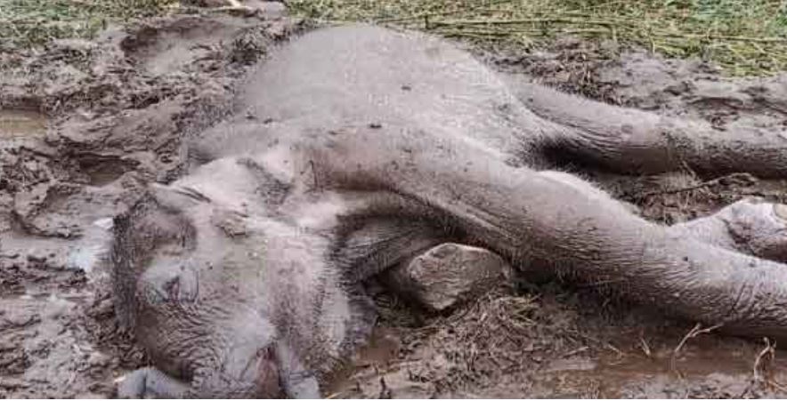 मृत हाथी के बच्चे का शव मृत हाथी के बच्चे का शव