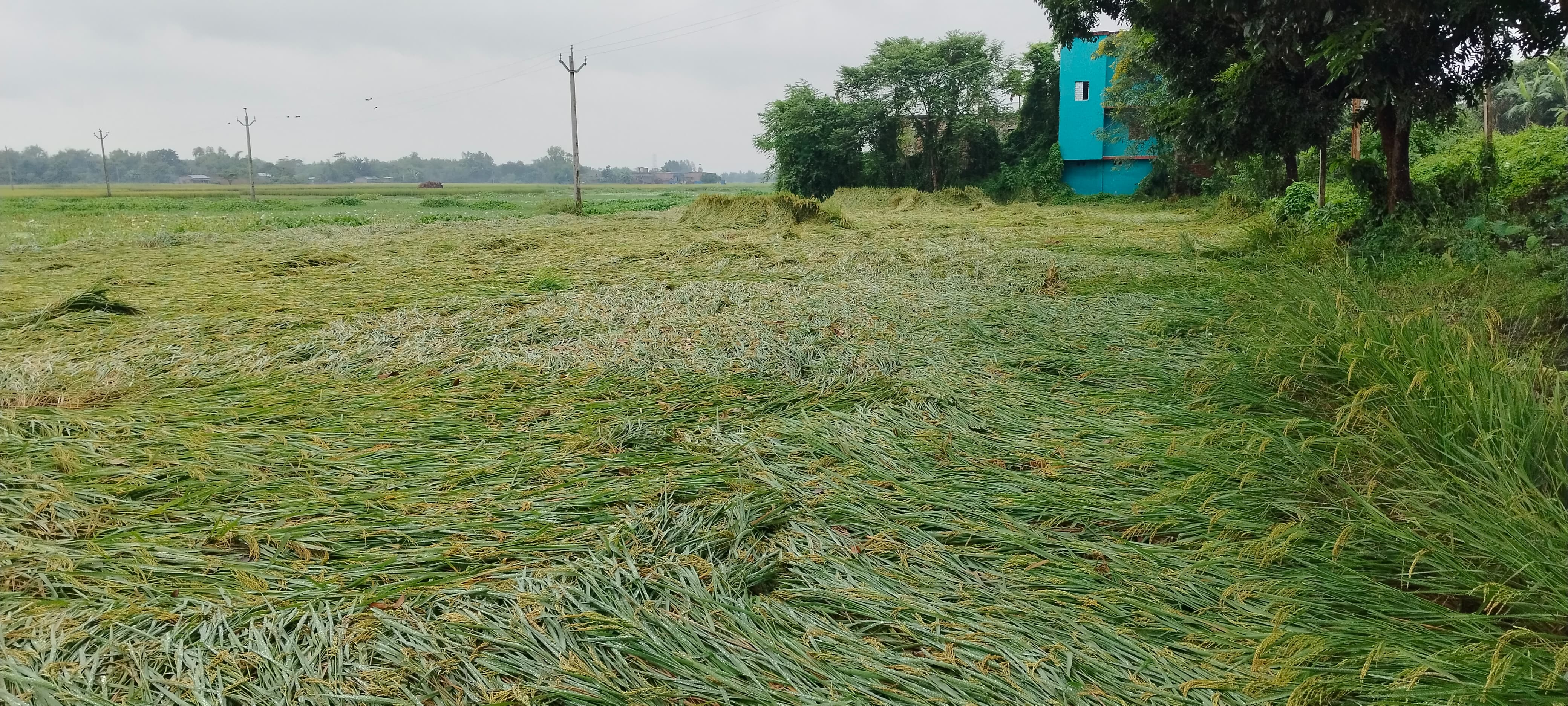 बर्बाद धान की फसल बर्बाद धान की फसल