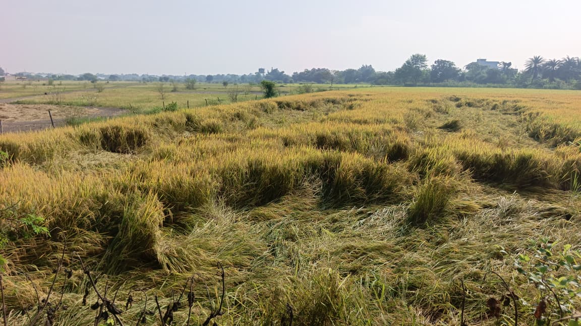 खेतों में इस तरह से गिर गई है फसल।