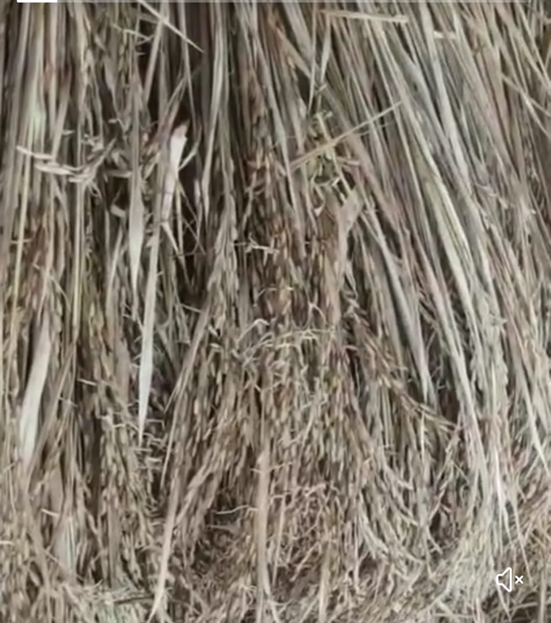 खाराब धान की फसल