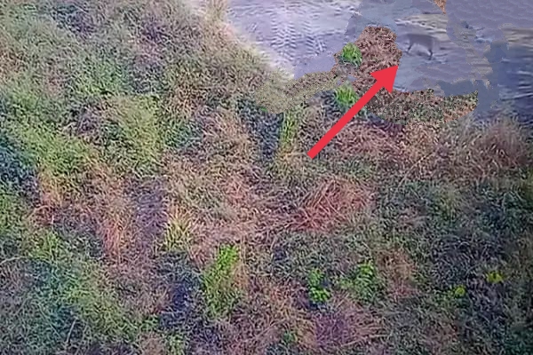 डुमना विमानतल में तेंदुआ की खबर जांच में निकला वन बिलाव डुमना विमानतल में तेंदुआ की खबर जांच में निकला वन बिलाव