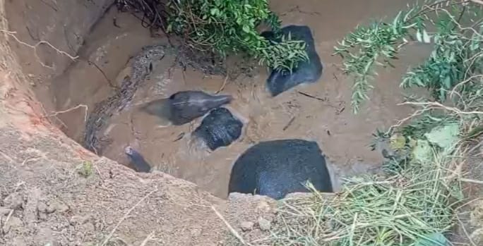 हरदी गांव में चार हाथियों का दल एक कुएं में जा गिरा