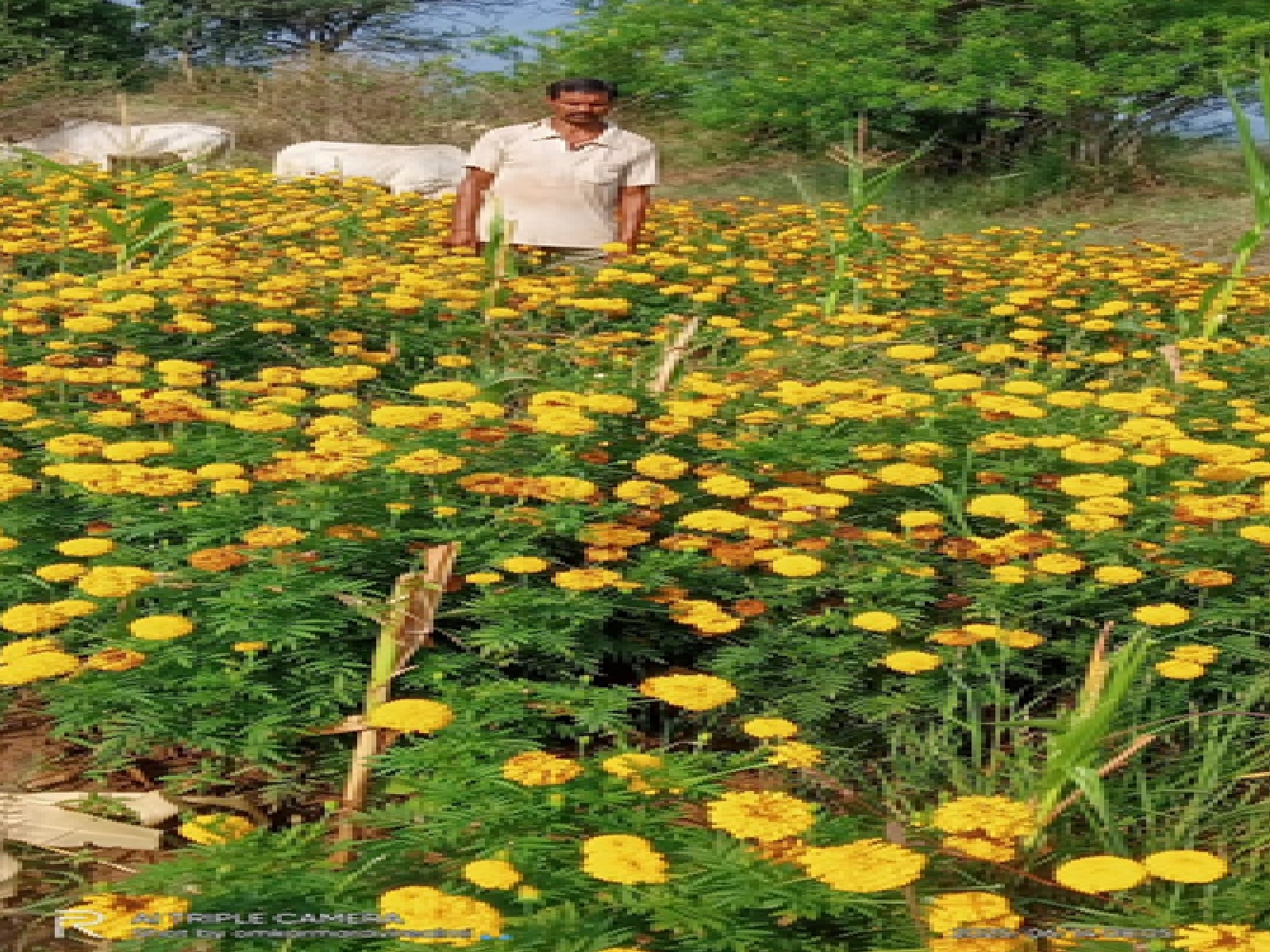 गेंदा पुष्प की महक के बीच किसान राम सिंह गेंदा पुष्प की महक के बीच किसान राम सिंह