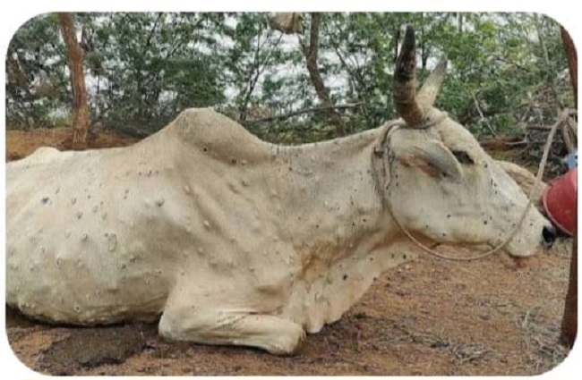 मप्रः लम्पी वायरस मप्रः लम्पी वायरस