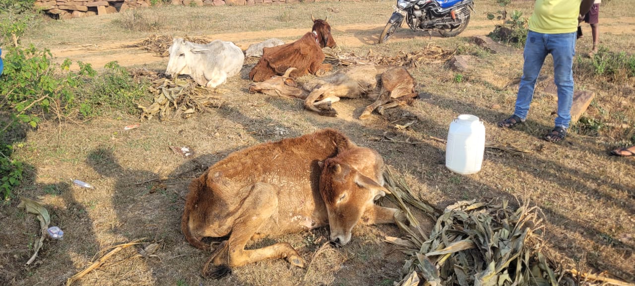 अशोकनगर: मृत और असहाय स्थिति में मिले गौवंश से प्रशासन आया हरकत में अशोकनगर: मृत और असहाय स्थिति में मिले गौवंश से प्रशासन आया हरकत में