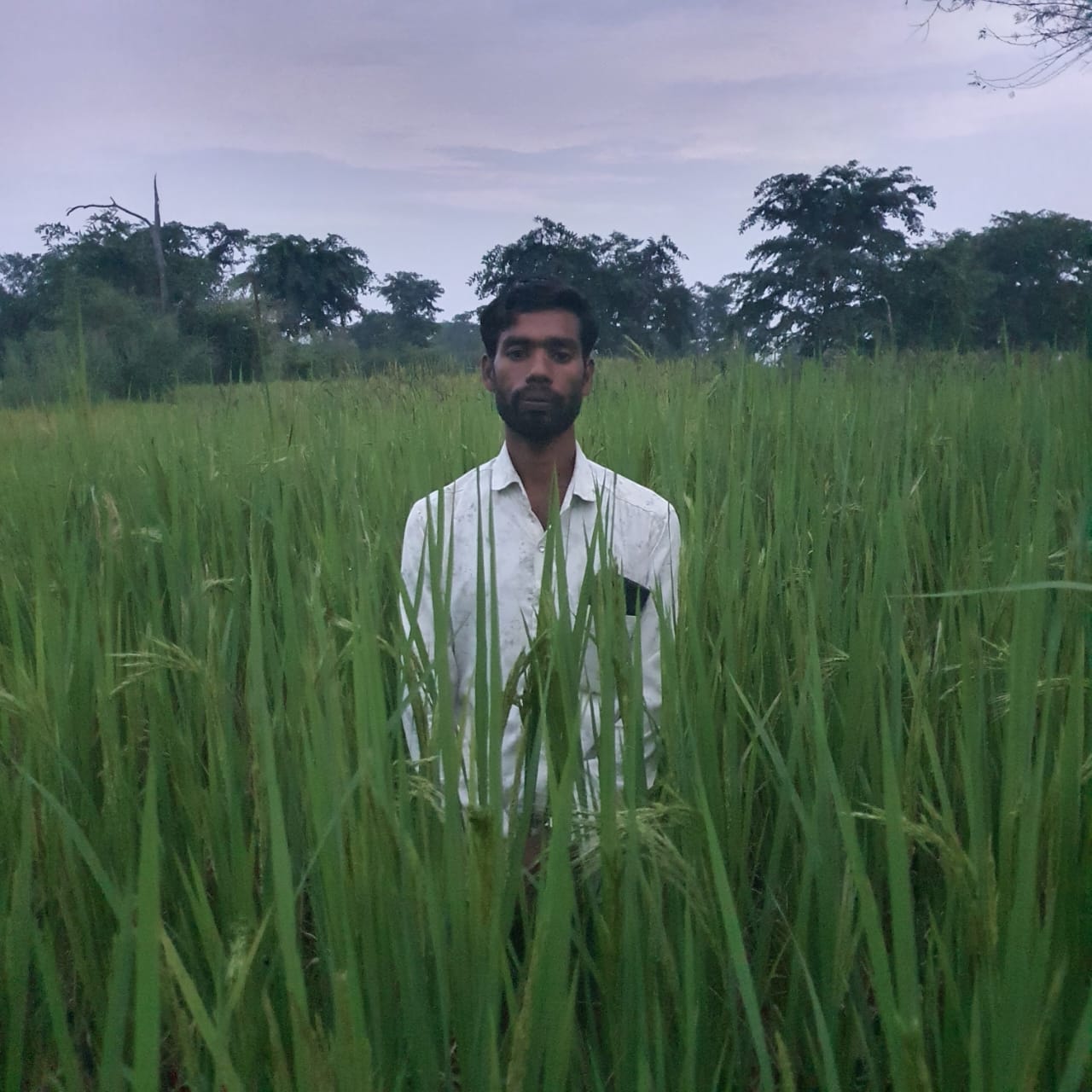 धान खेत के बीच खड़े हुए थानेंद्र साहू।