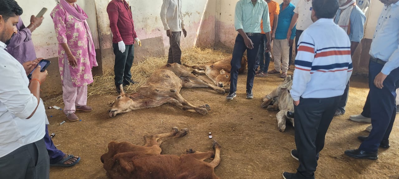 अशोकनगर: मृत और असहाय स्थिति में मिले गौवंश से प्रशासन आया हरकत में अशोकनगर: मृत और असहाय स्थिति में मिले गौवंश से प्रशासन आया हरकत में