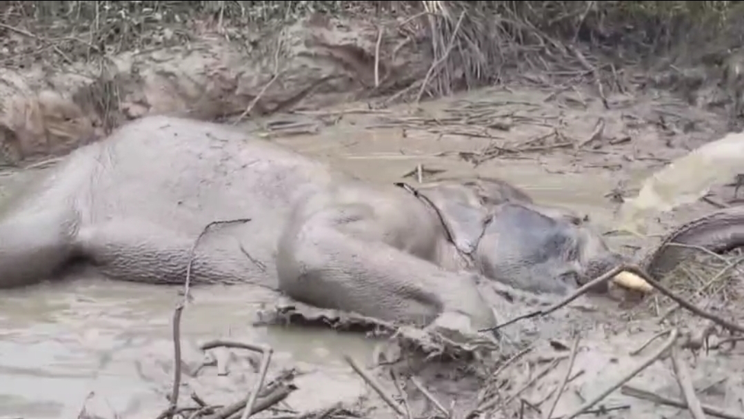 दलदल में फंसा हाथी