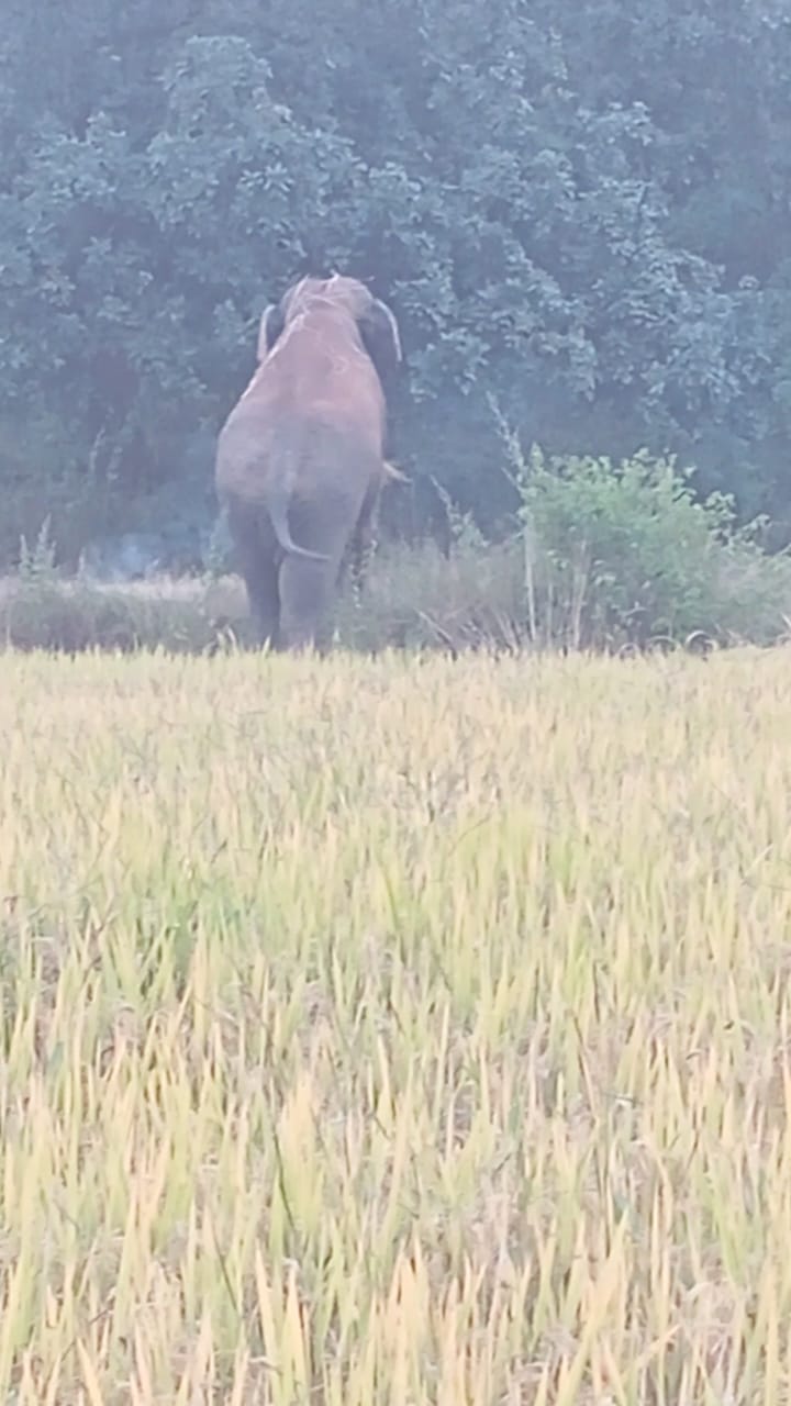 खेतों खडी धान की फसल को खाता हाथी 2