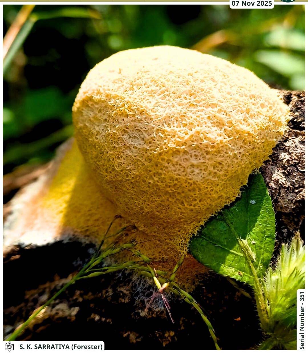 Seoni: Fuligo septica, a mysterious creature seen after rain