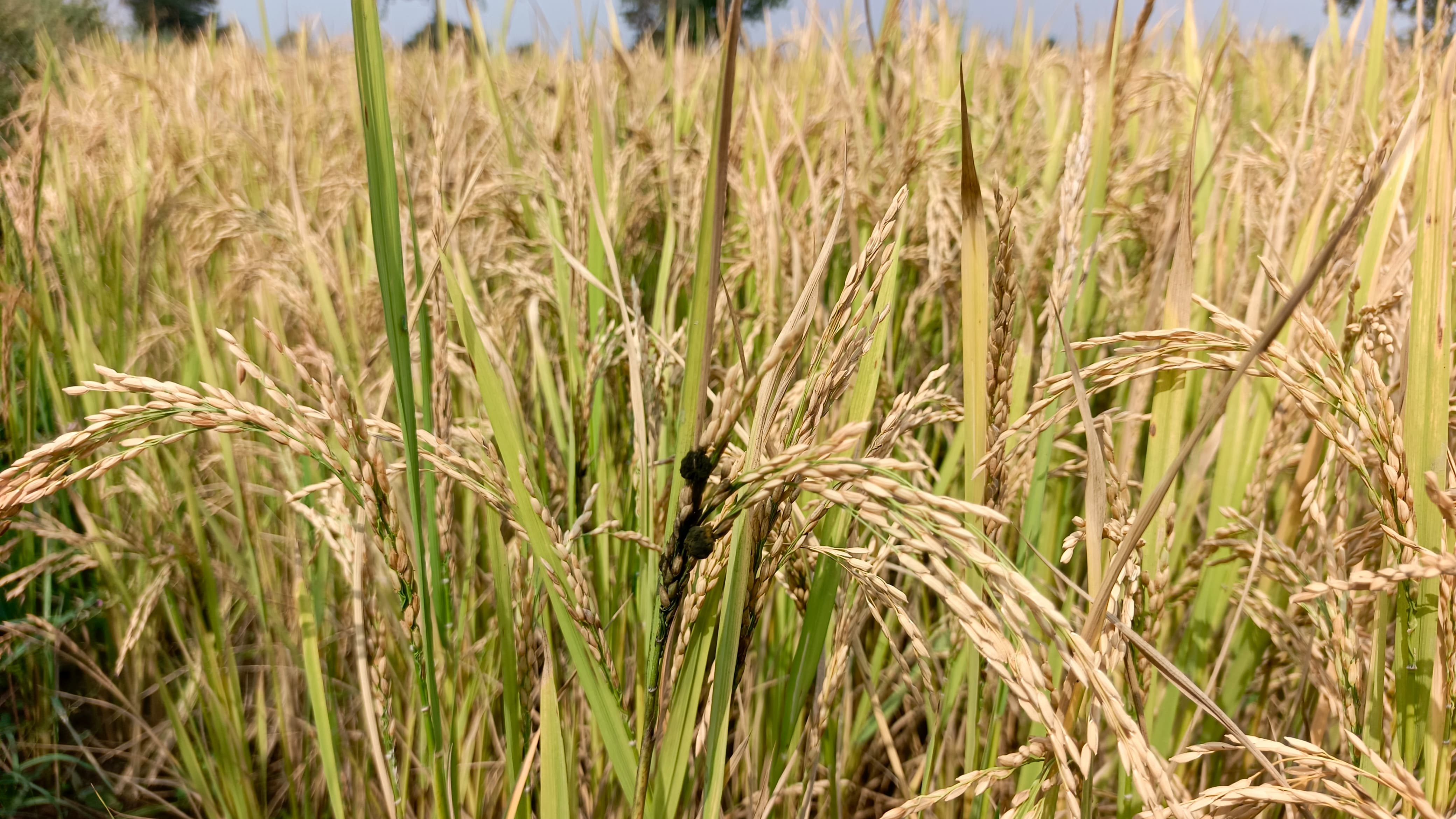 धान की बालियों में लगी फफूंदी बीमारी।