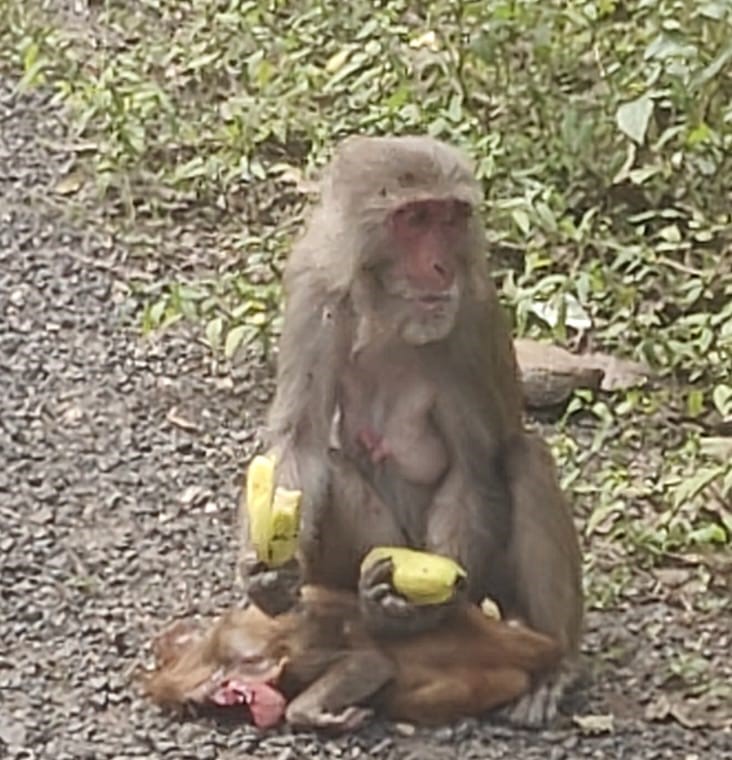 केला खिलाती