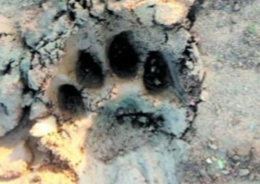 वन विभाग के 15 दिनों से डेरा डालने के बाद, तेंदुए के हमले में बाल-बाल बची महिला