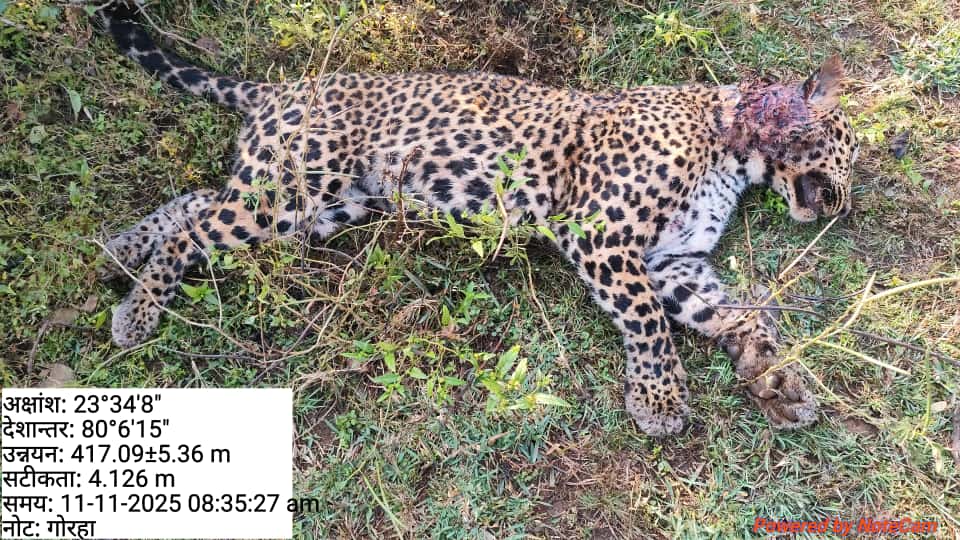 तेंदुए का शव तेंदुए का शव