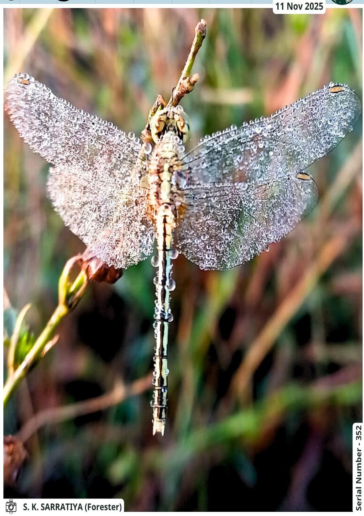 Seoni: The natural beauty of the dew-studded dragonfly