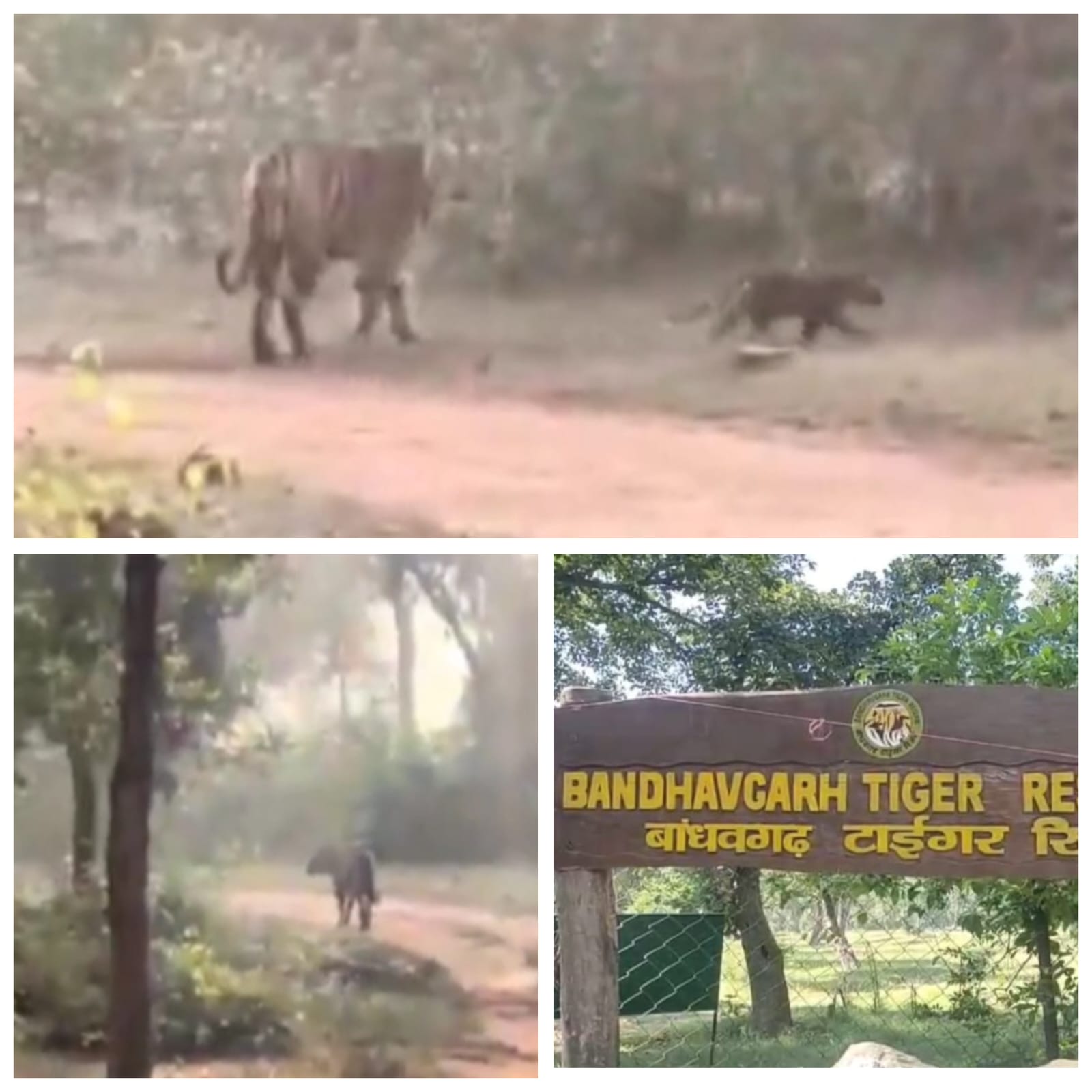 बाँधवगढ़ में पहली बार आई पर्यटकों के सामने तारा बाघिन अपने 3 शावकों के साथ