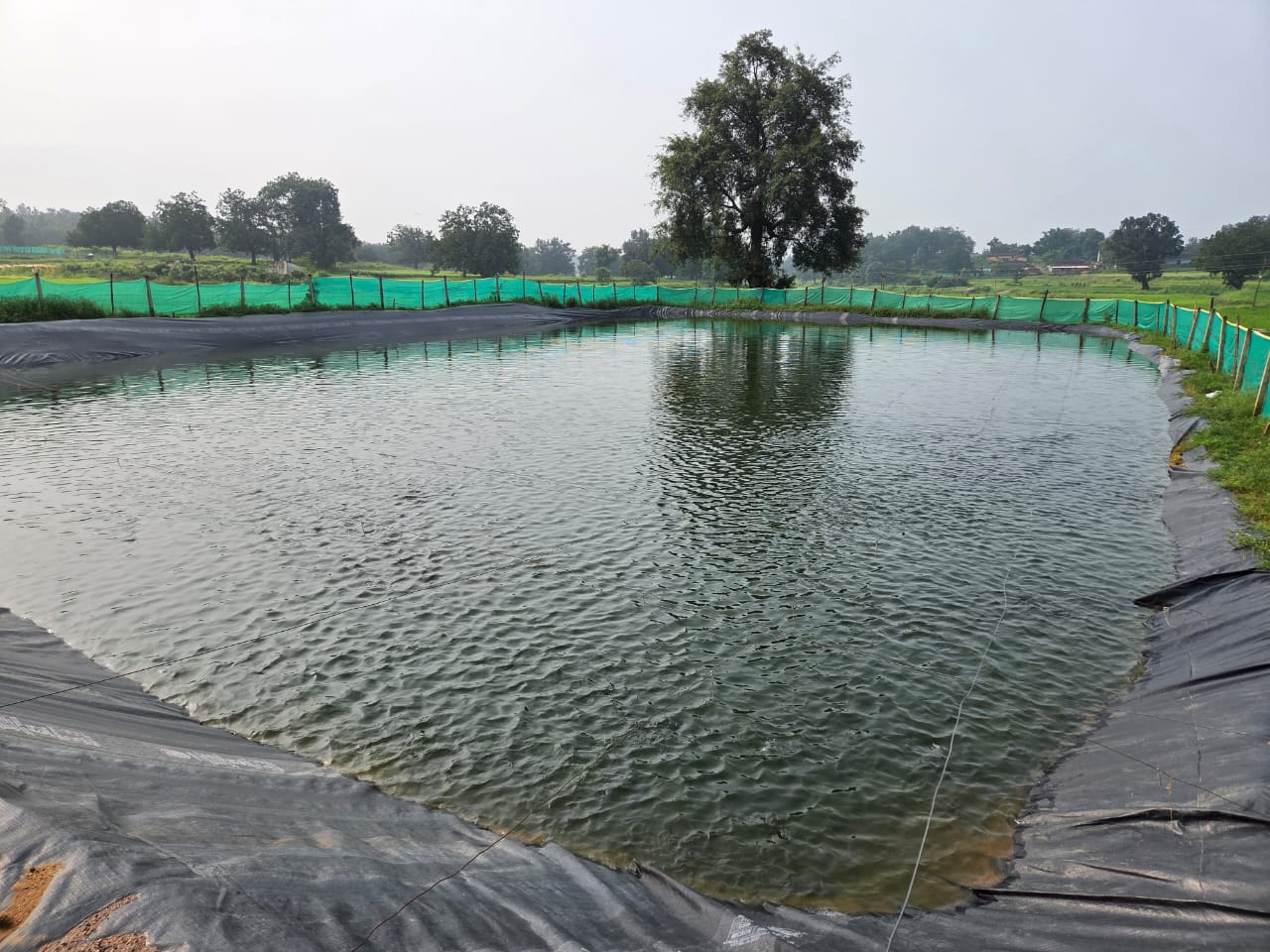 मछली पालन