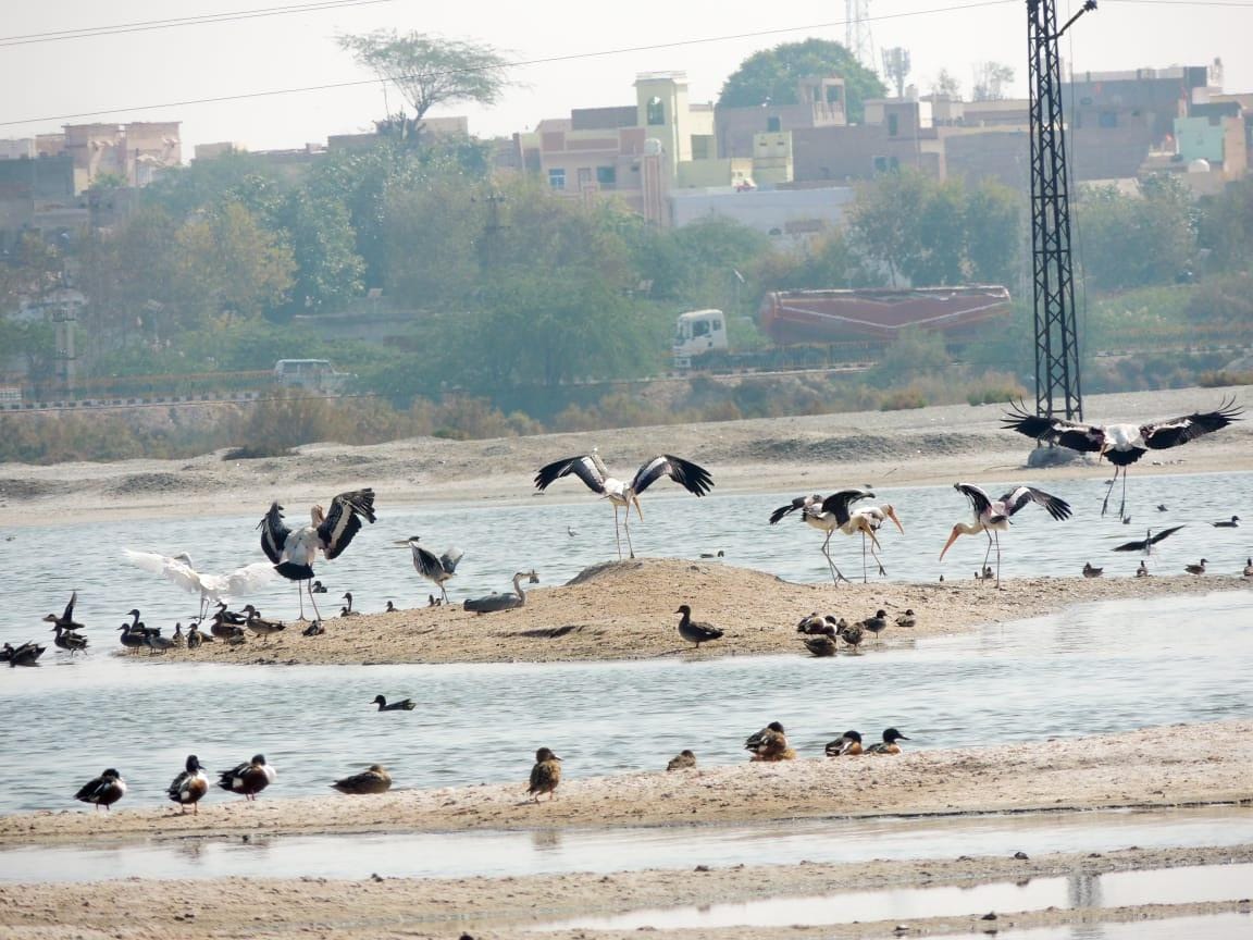 साल्ट लेक पर प्रवासी, स्थानीय, संकटप्रस्थ और जालियों पक्षियों एवं वनस्पतियों की होगी गणना