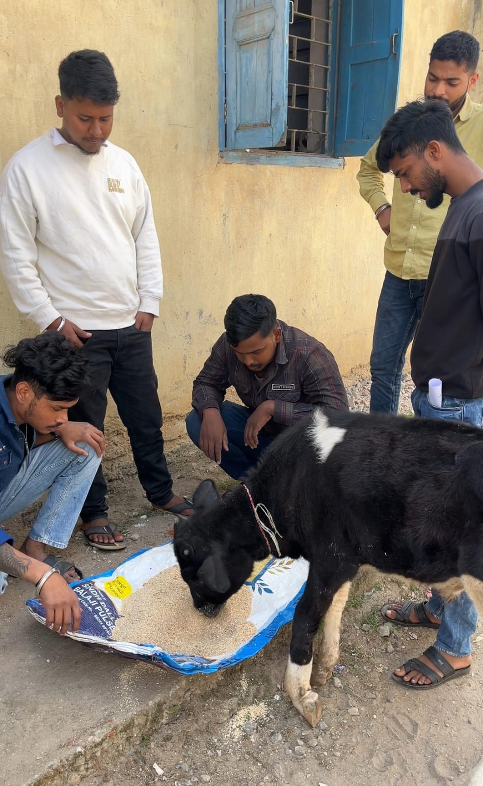 घायल बछडे को चारा खिलाते समिति के लोग घायल बछडे को चारा खिलाते समिति के लोग