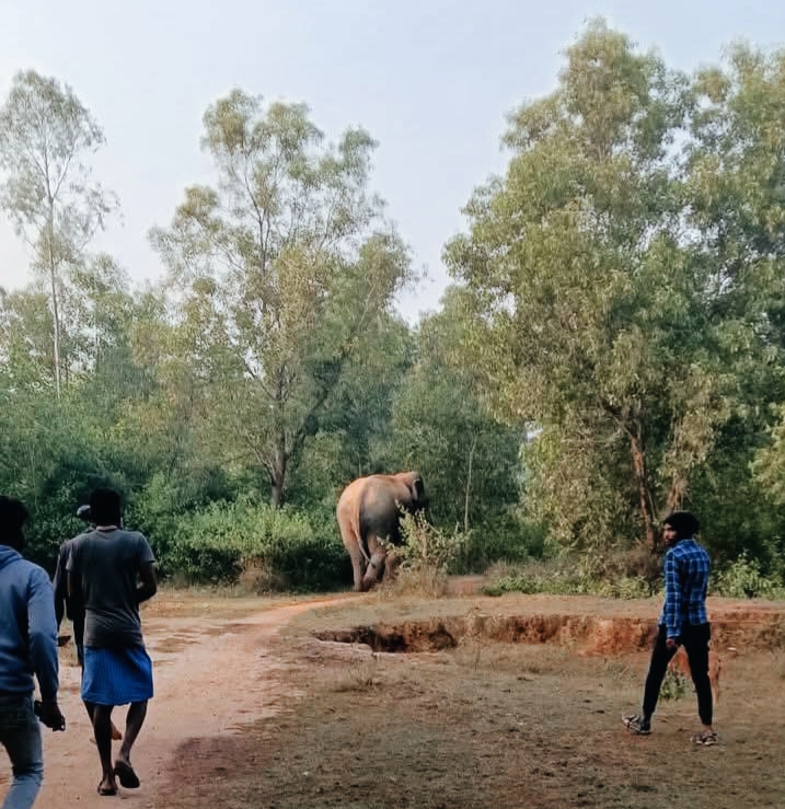 सांकराईल के दुर्गाहुड़ी जंगल में दलछूट हाथी सांकराईल के दुर्गाहुड़ी जंगल में दलछूट हाथी