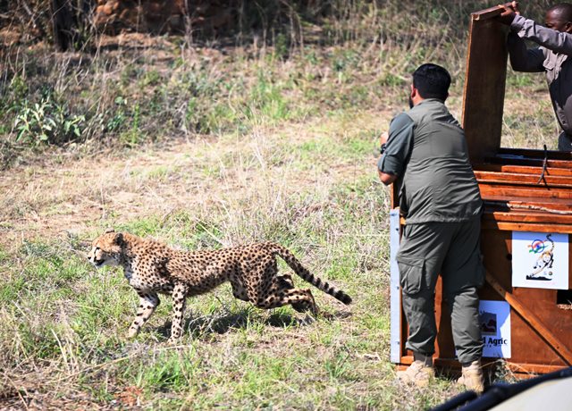 बोत्सवाना की ओर से भारत को भेंट किए गए चीतों में से एक