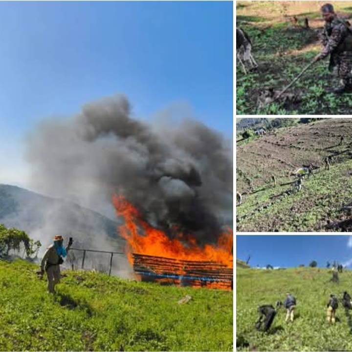 Images related to the Security Forces Destroy 56 Acres of Illicit Poppy Cultivation in Kangpokpi.