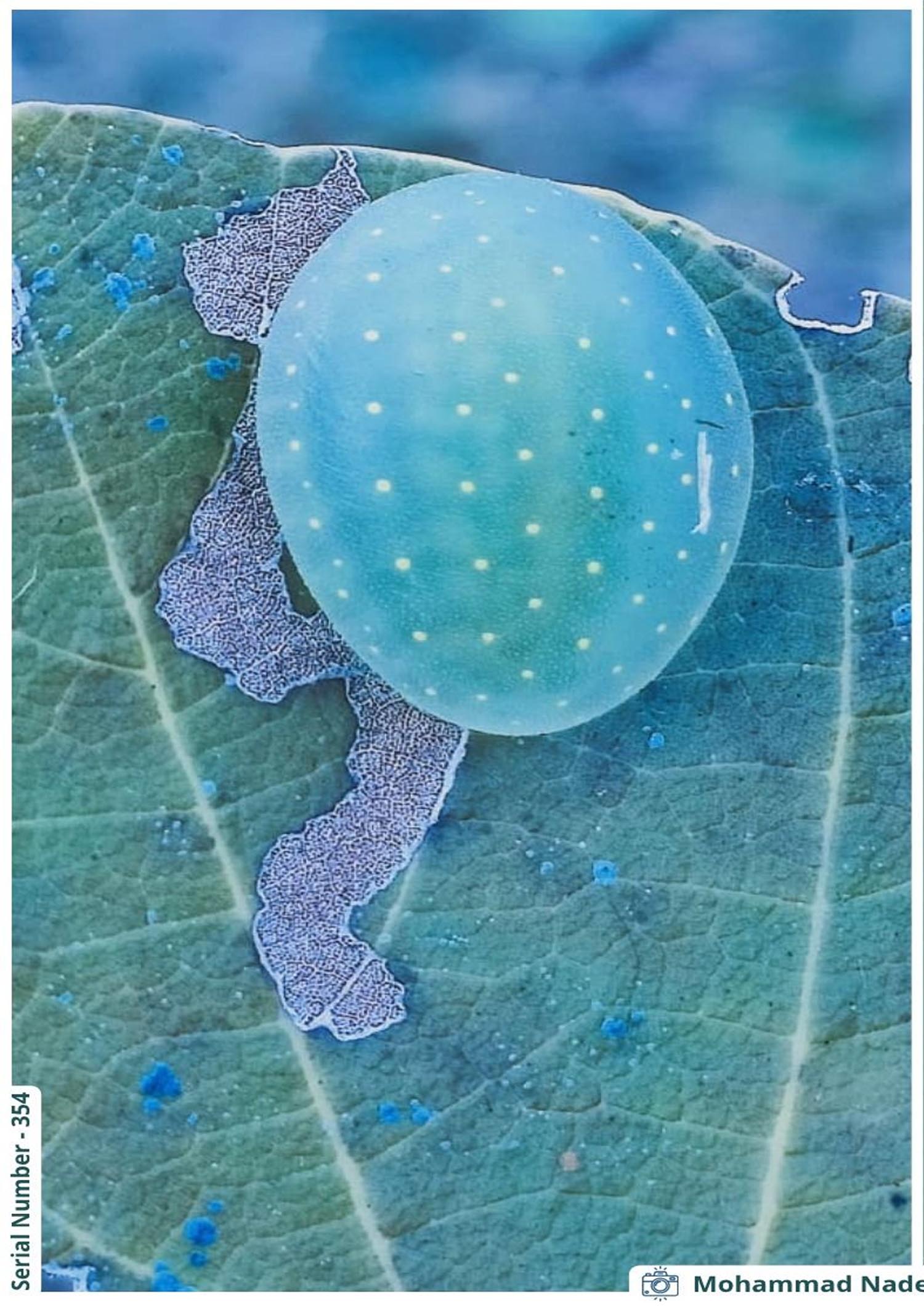 Seoni: Rare Limacodid slug caterpillar found in Pench National Park