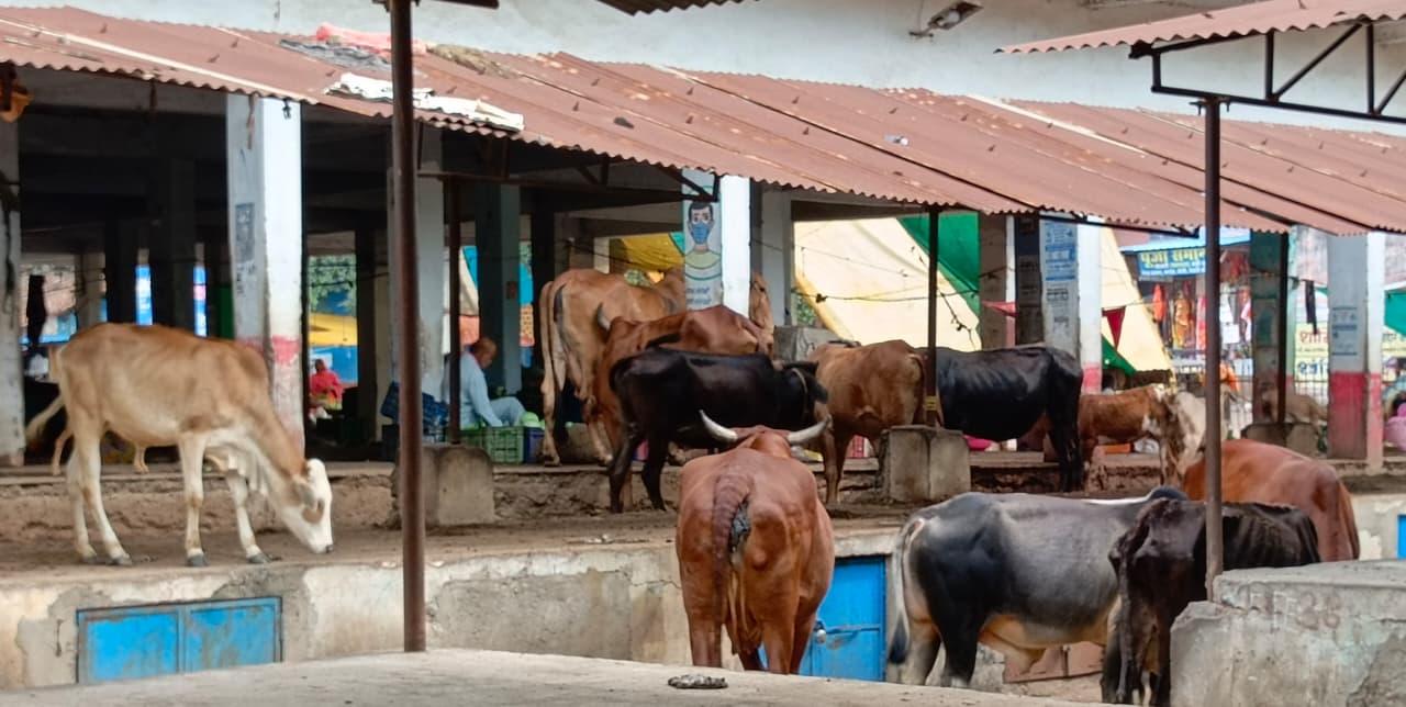 इतवारी बाजार में मवेशियों का लगा रहता है डेरा।