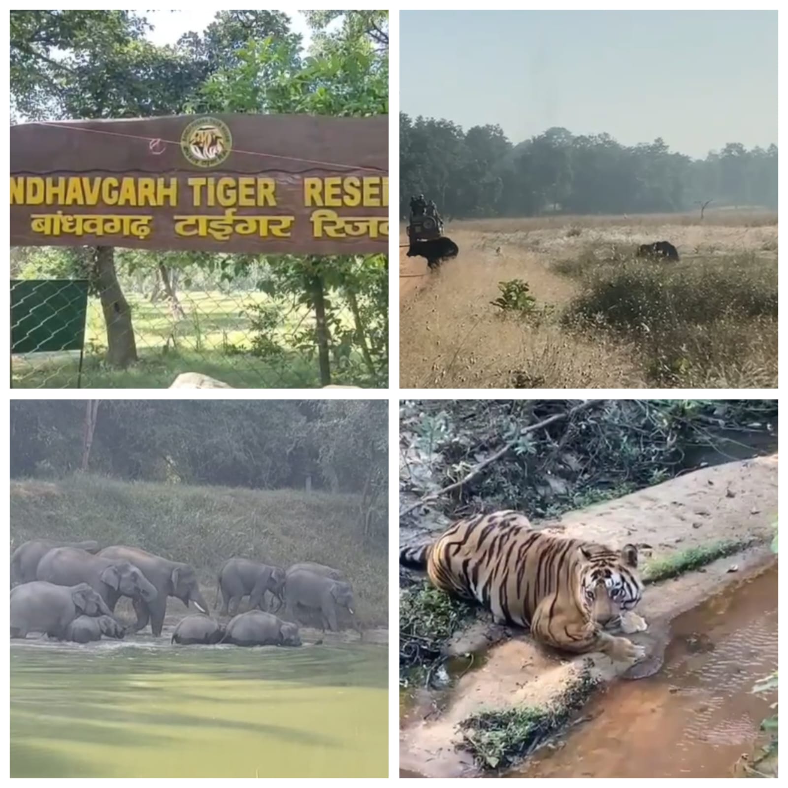 बांधवगढ़ टाइगर रिजर्व में इन दिनों जंगली हाथी भालू बाघ बने आकर्षण का केन्द्र