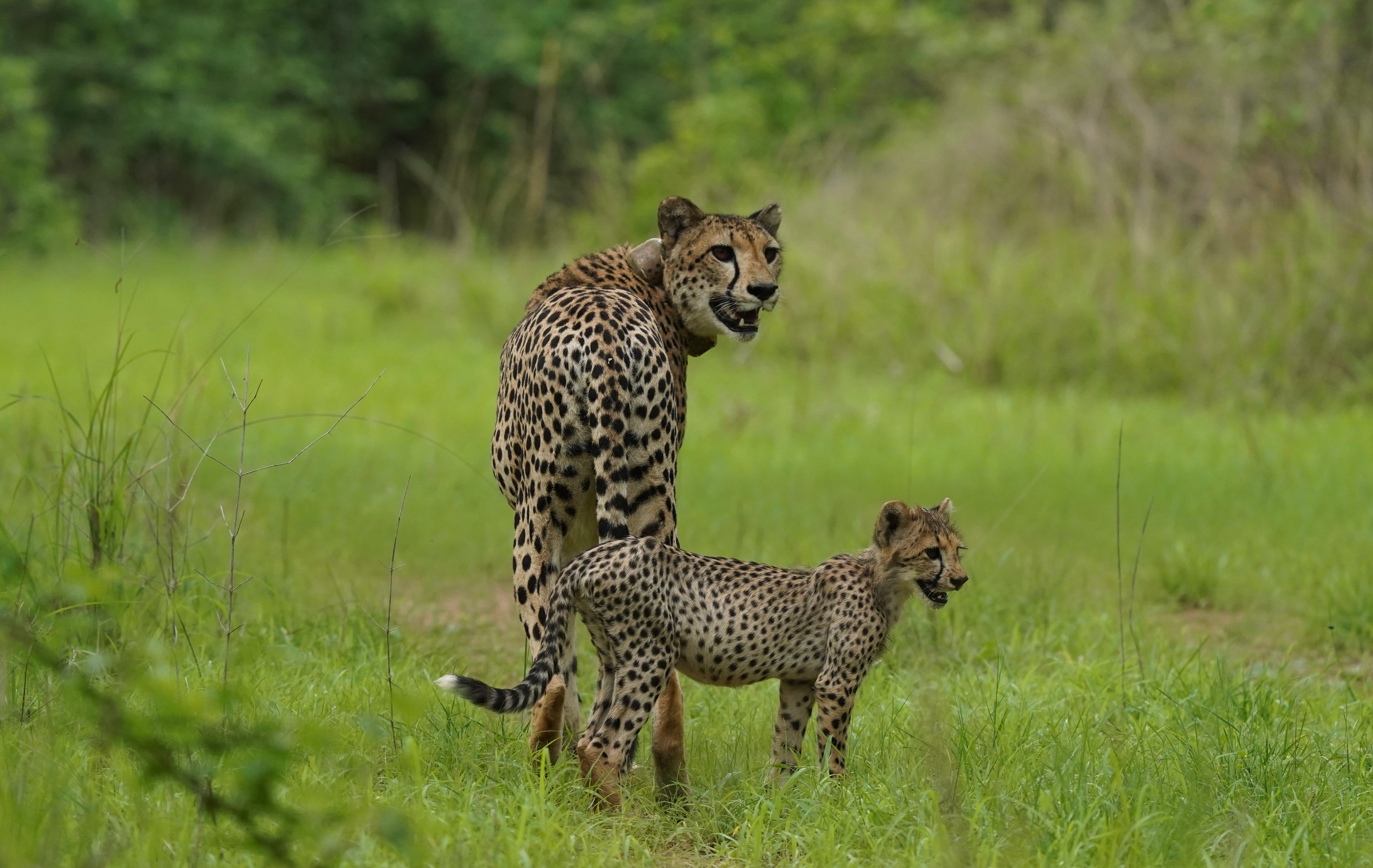 अगले माह दो बड़े उद्यानों में शिफ्ट हो सकते हैं चीता