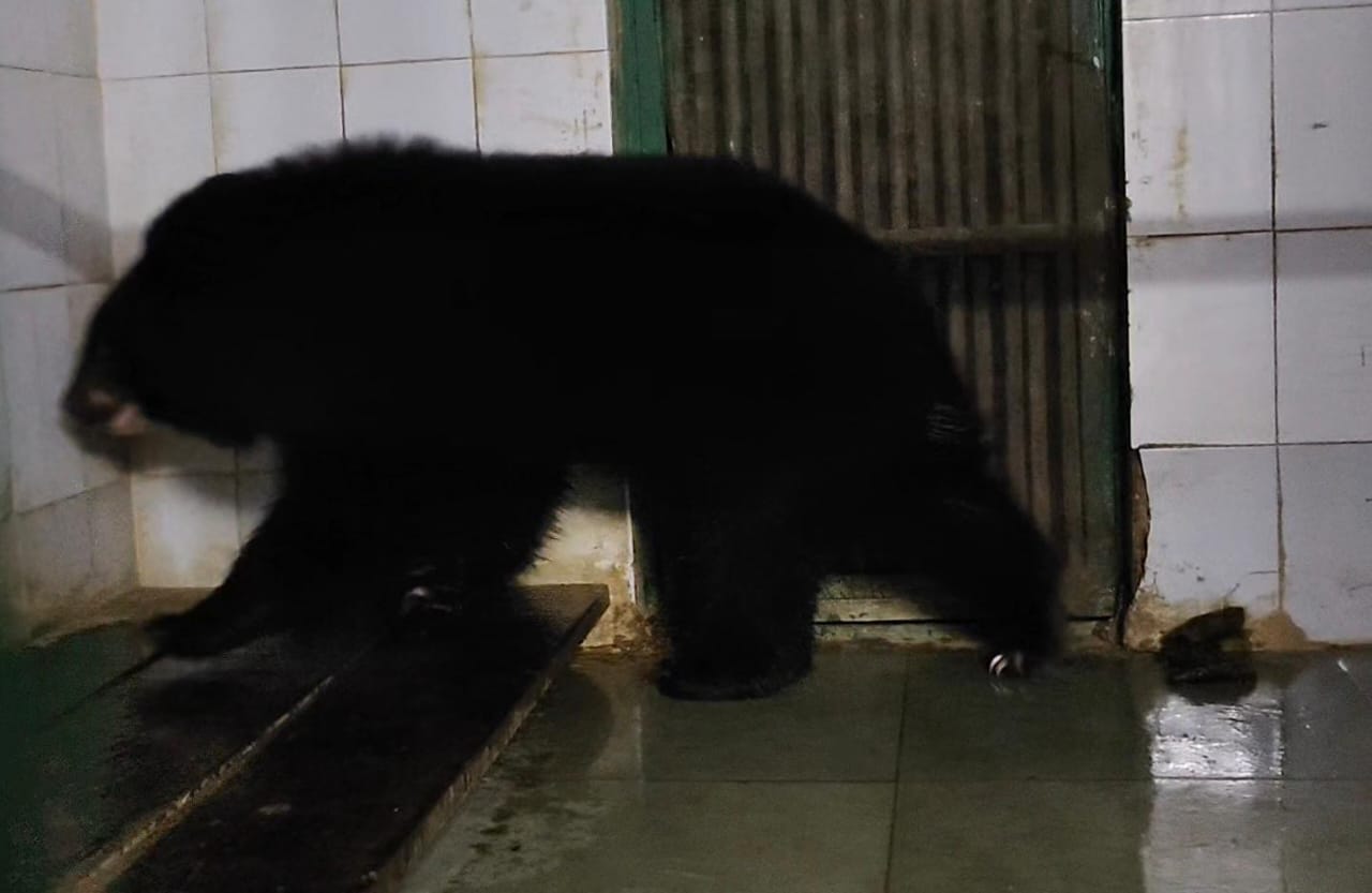 नाहरगढ़ बायोलॉजिकल पार्क में लाया गया हिमालयन ब्लैक बियर का जोड़ा