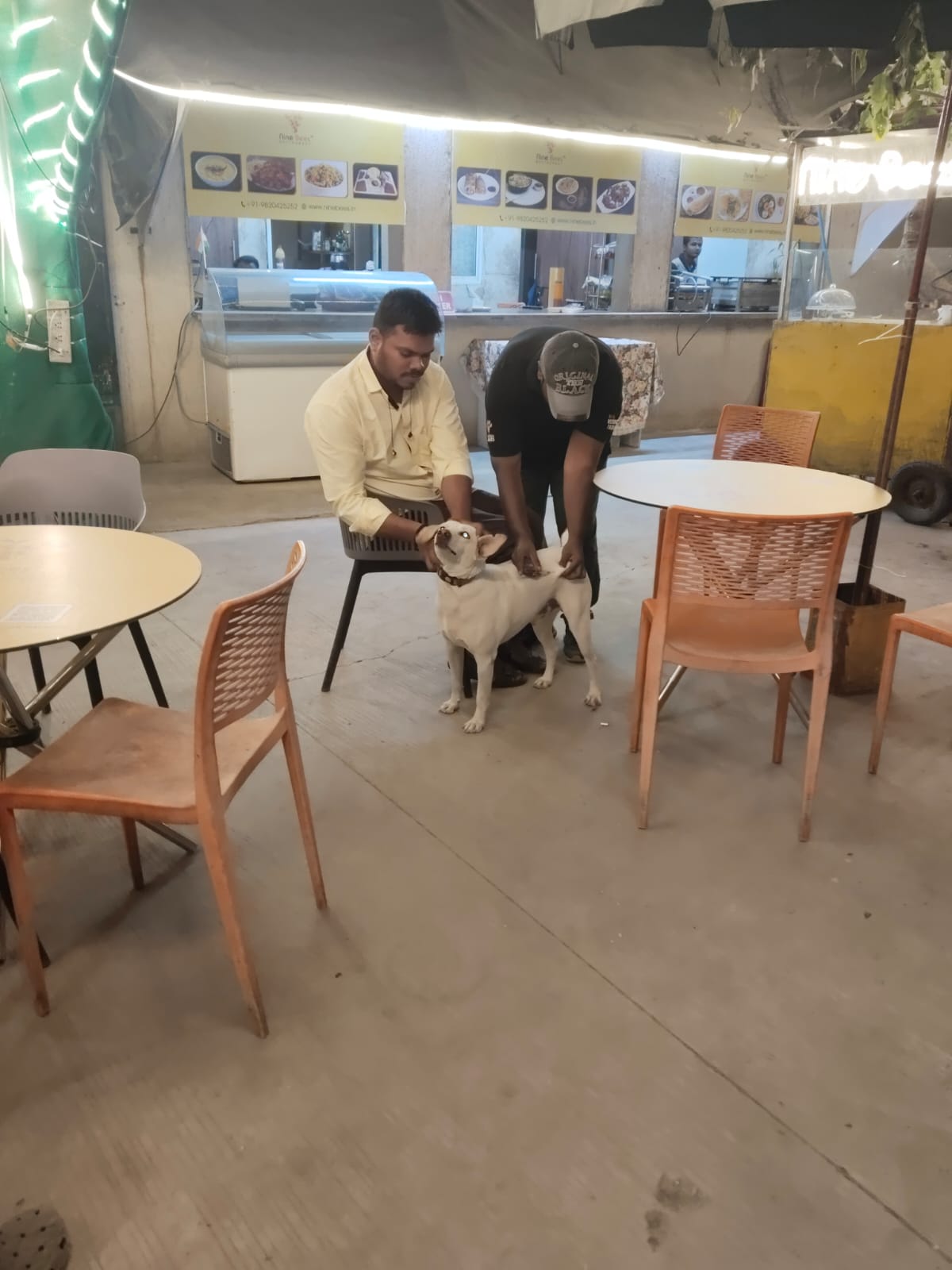 Rebies vaccination in stay dogs