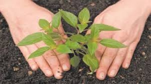 नगरीय प्रशासन विभाग ने निकायों को दिये पौध-रोपण की कार्य-योजना बनाने के निर्देश