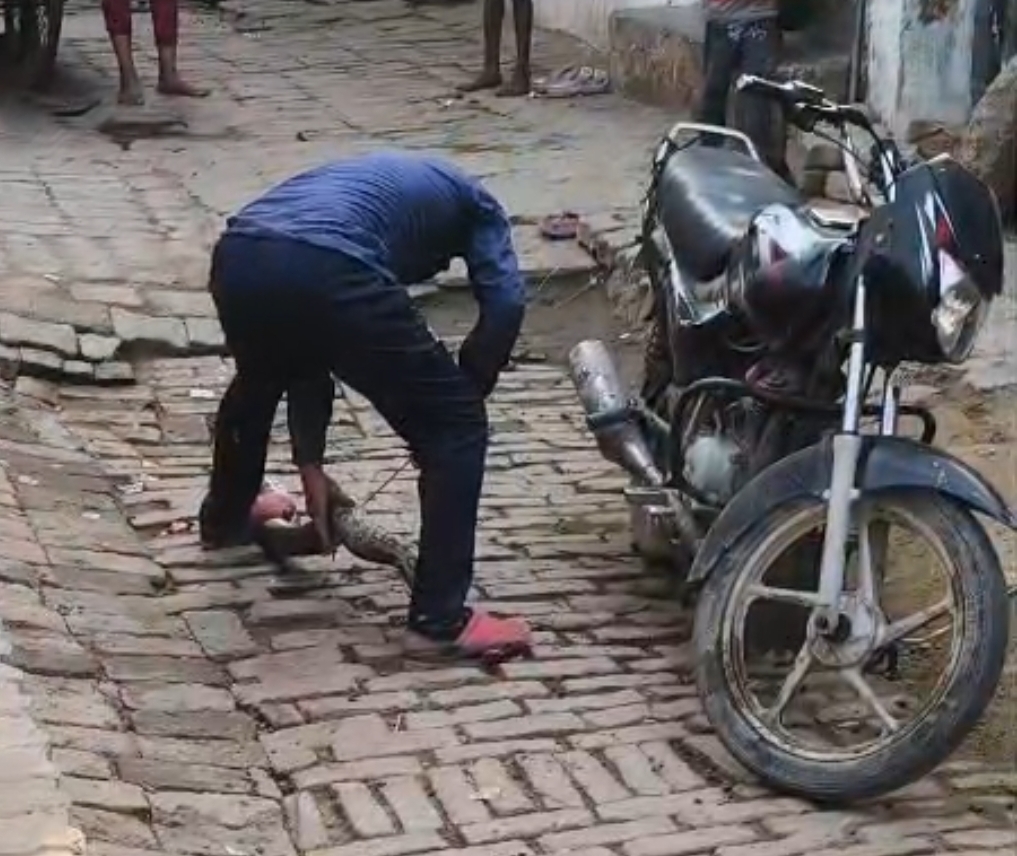 अजगर को काटता युवक का छायाचित्र