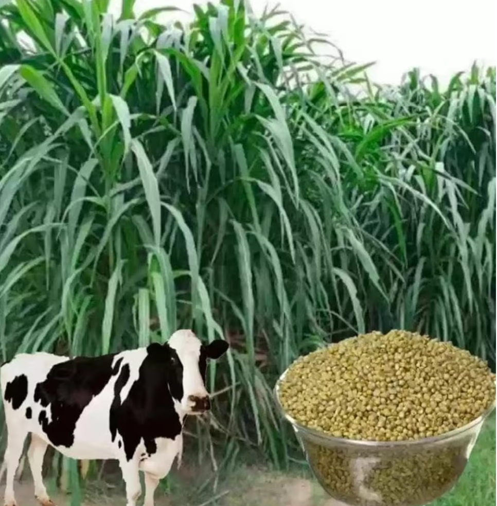 नैपियर घास की फोटो