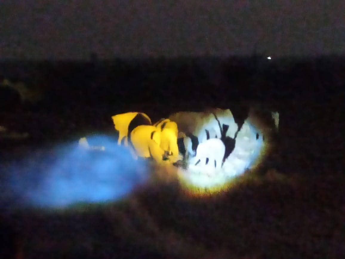 कलाइकुंडा में हाथियों का झुंड कलाइकुंडा में हाथियों का झुंड