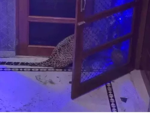 भोजन की तलाश में लेपर्ड आया रिहायशी इलाके में:लेपर्ड के हमले से एक महिला घायल भोजन की तलाश में लेपर्ड आया रिहायशी इलाके में:लेपर्ड के हमले से एक महिला घायल