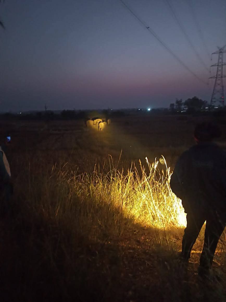 कलाइकुंडा में हाथियों का झुंड कलाइकुंडा में हाथियों का झुंड