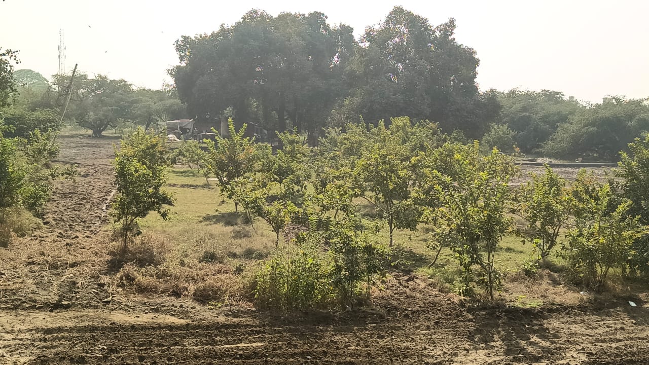 खाली जमीन पर लगाया गया अमरूद का बाग।