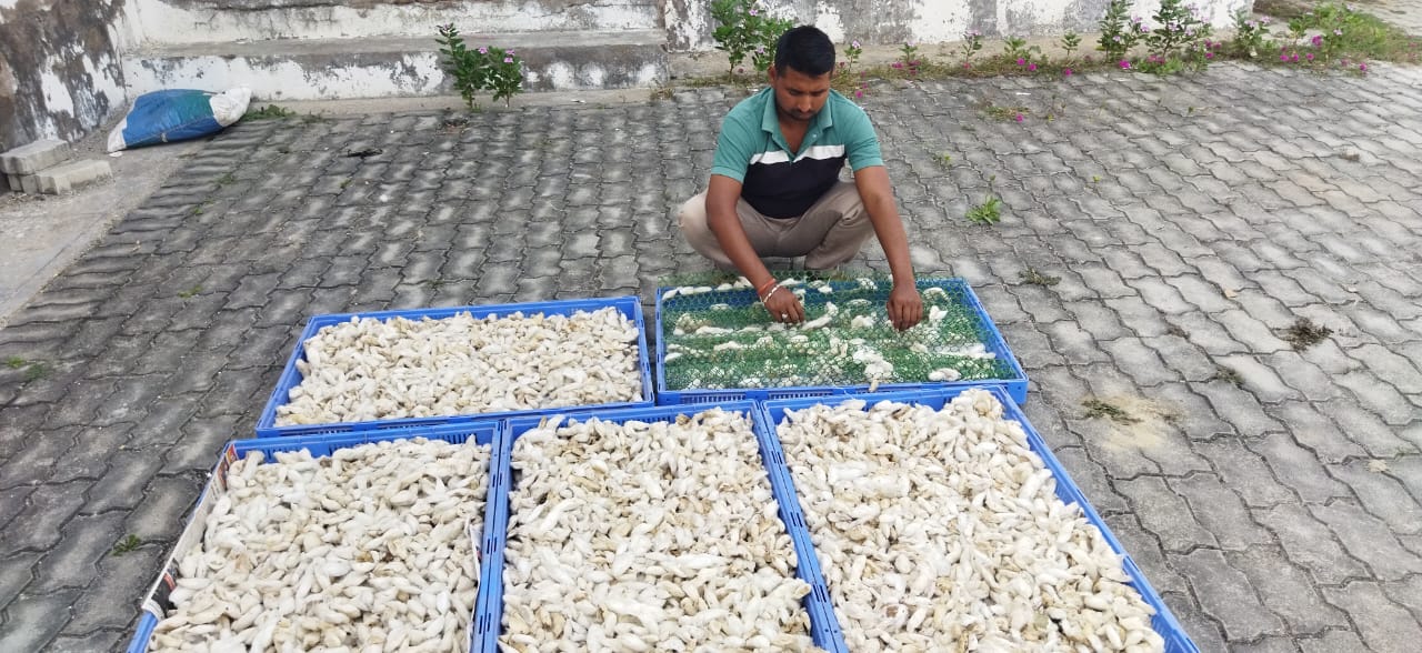 रेशम को सुखाते हुए किसान का छायाचित्र