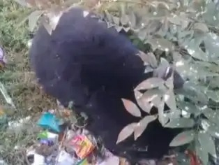 घर के पीछे भालू