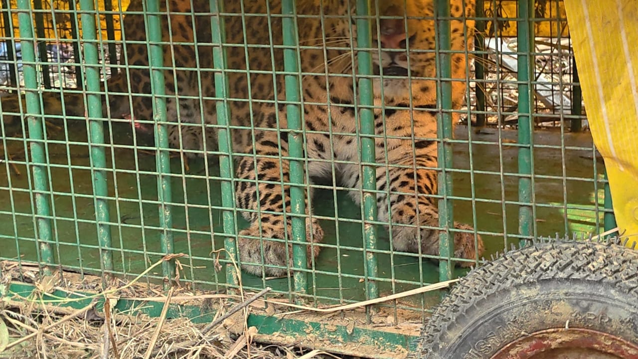 बुधवार की सुबह पिंजरे में कैद हुआ तेंदुआ बुधवार की सुबह पिंजरे में कैद हुआ तेंदुआ