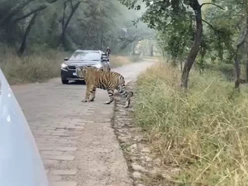 जंगल से निकलकर टाइगर श्रद्धालुओं के सामने आ गया।