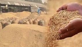 फाइल फोटो धान खरीद