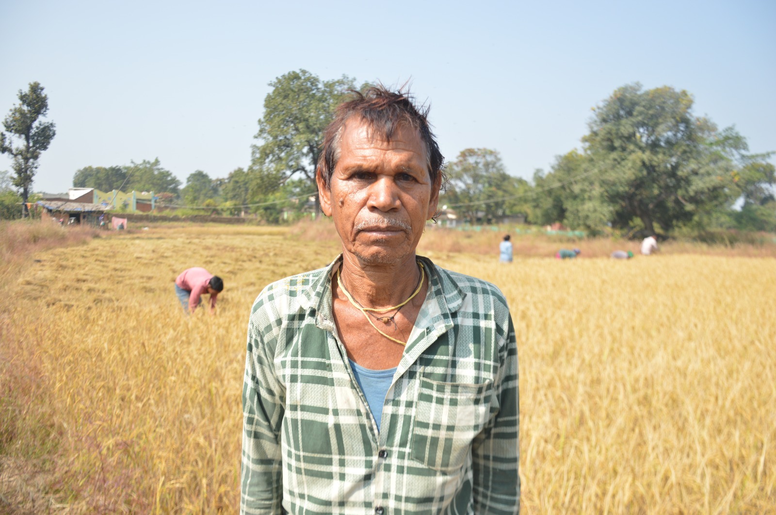 समर्थन मूल्य 3100 रुपये प्रति क्विंटल से बढ़ा किसानों का उत्साह